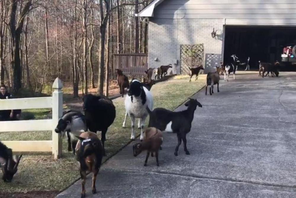A herd of four-legged landscapers is seen after police officers captured and brought back several goats and a donkey after they wandered onto a local street in Roswell, Georgia.