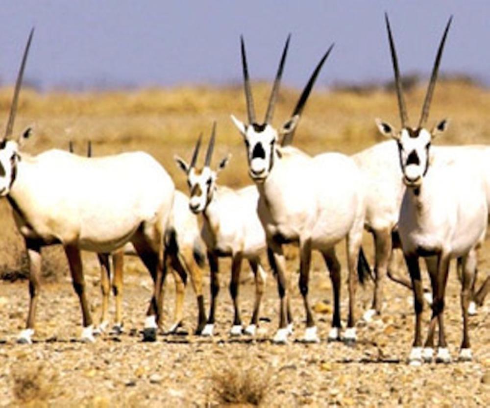 The Arabian Oryx in a wildlife reserve in Taif. The Kingdom's programs to protect the endangered animals has been successful but expensive, officials say.