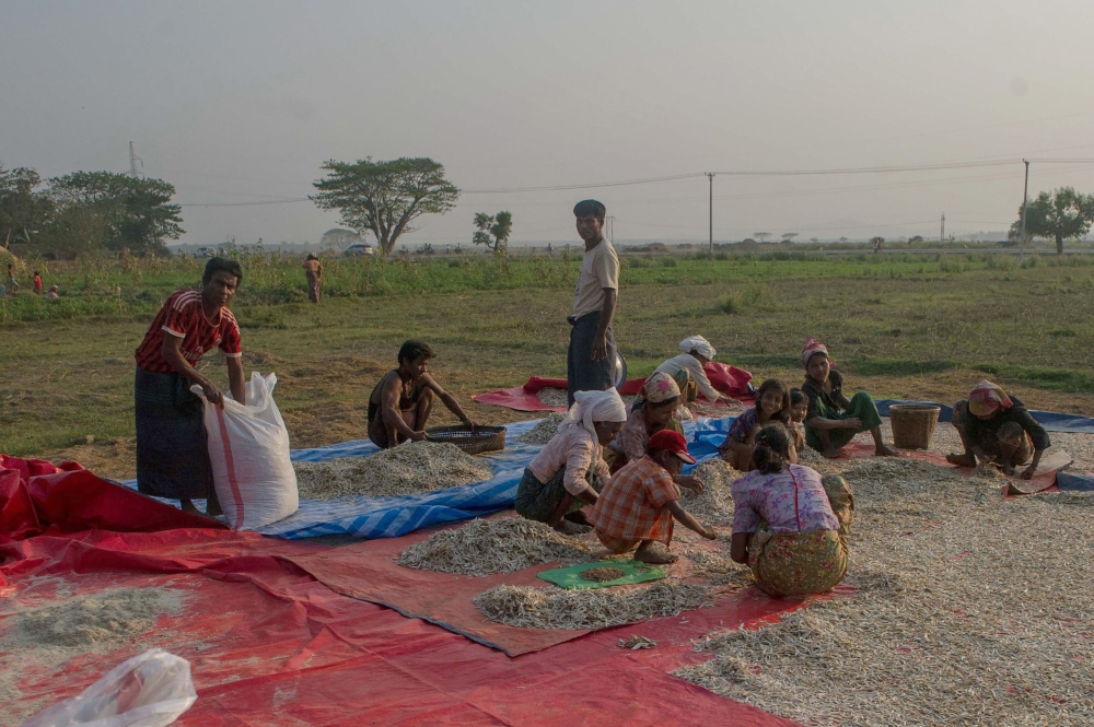 Rohingya residents dry fish on a farm in Shan Taung village on the outskirts of Mrauk U township in Rakhine State close to the Bangladesh border in this March 10, 2018 file photo. — AFP