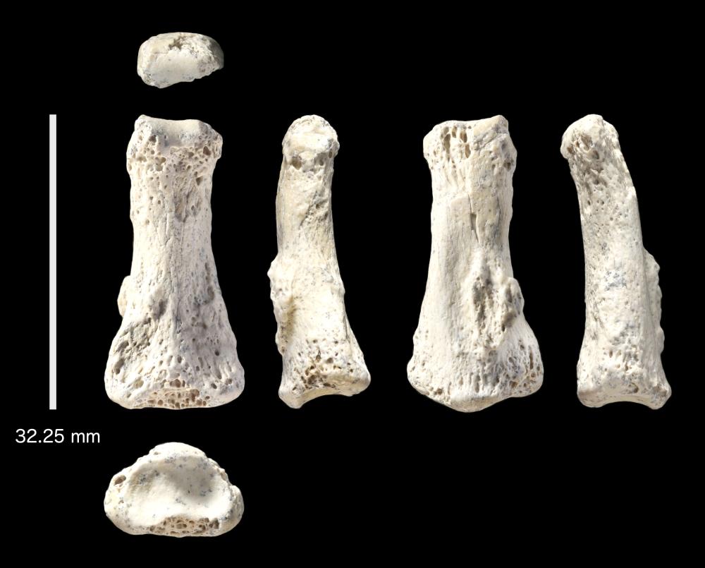 The single fossil finger bone of Homo sapiens — pictured from various angles — from the Al Wusta site. — Reuters