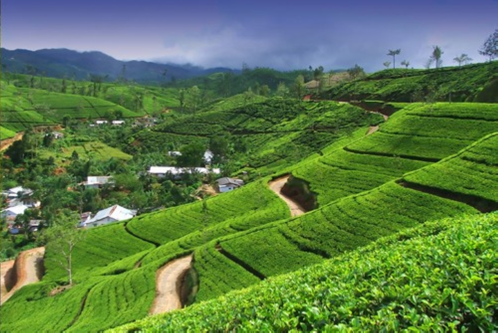 Sri Lanka's tea industry