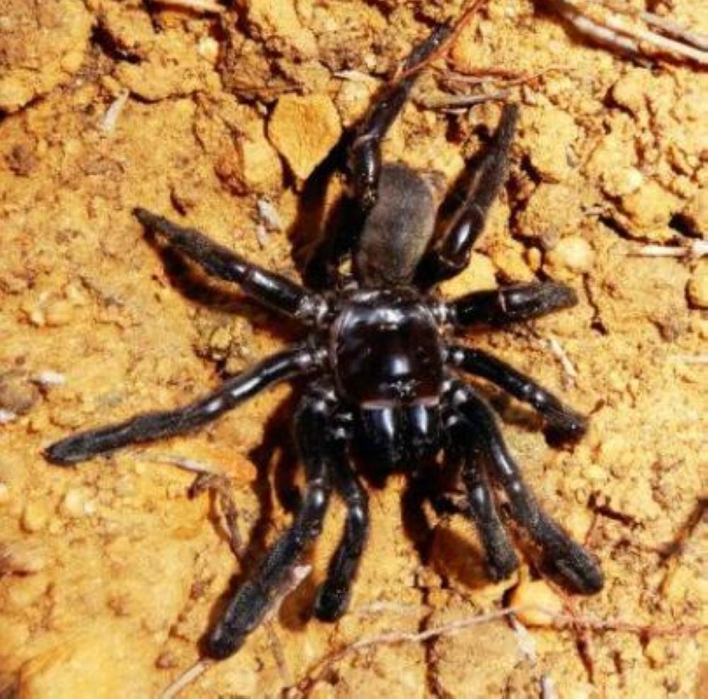The world's oldest-known spider, dubbed Number 16, has died in Australia from a wasp sting at the age of 43.