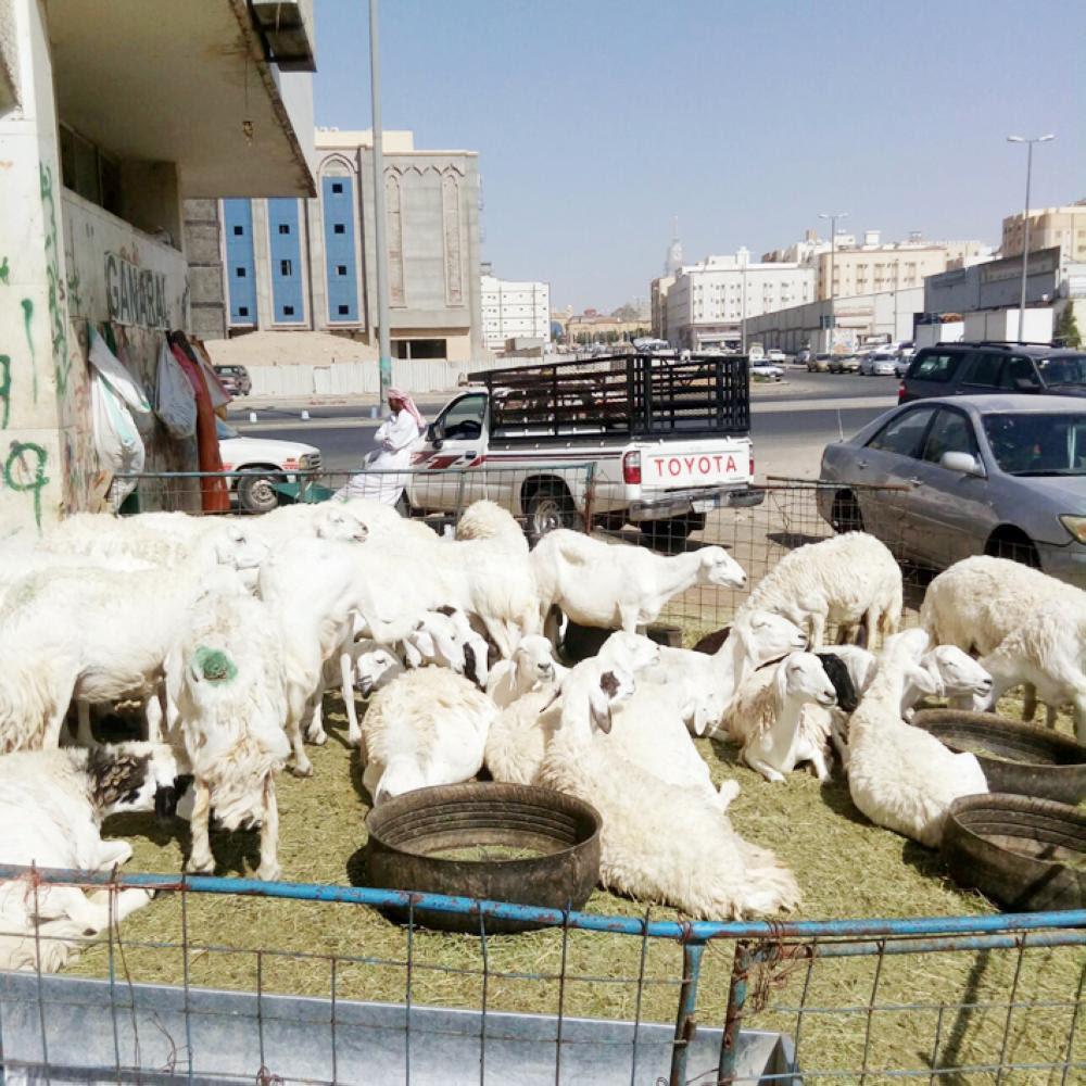 Cattle market located in the Al-Ka'kiya neighborhood in Makkah. 