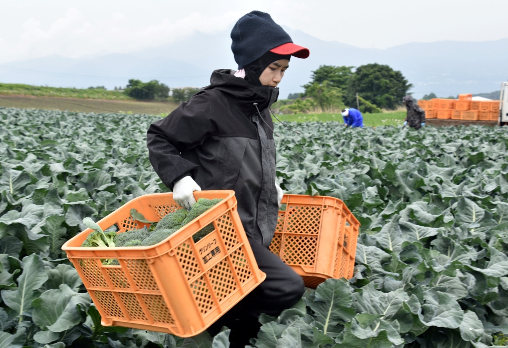 Workers from Thailand work at Green Leaf farm, in Showa Village, Gunma Prefecture, Japan. — Reuters