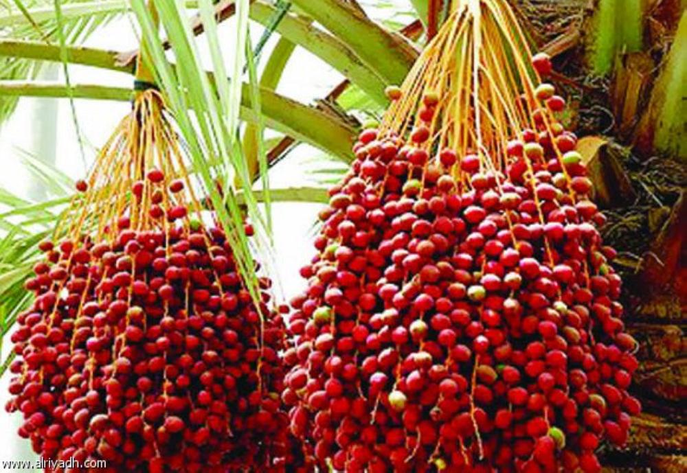 The hottest days of summer is called Tabbakh Al-Tamr because this is when the dates get ripe.