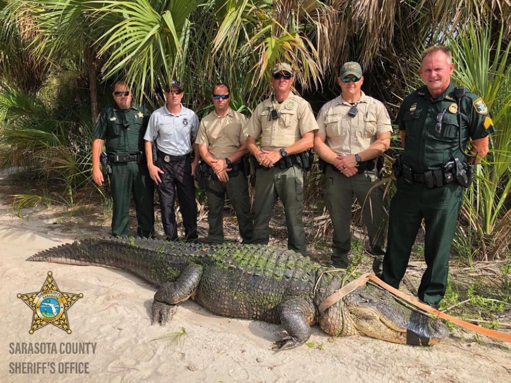 This photo, released by the Sarasota County Sheriff's Office, shows deputies and Florida Fish and Wildlife Conservation Commission personnel posing with a gargantuan gator caught in Shamrock Park in Venice, Florida on Monday.