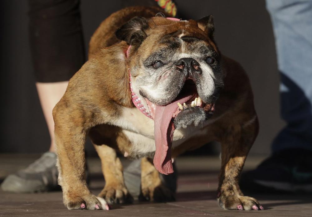 English bulldog Zsa Zsa, who was crowned the World's Ugliest Dog recently, is seen in this undated file photo.
