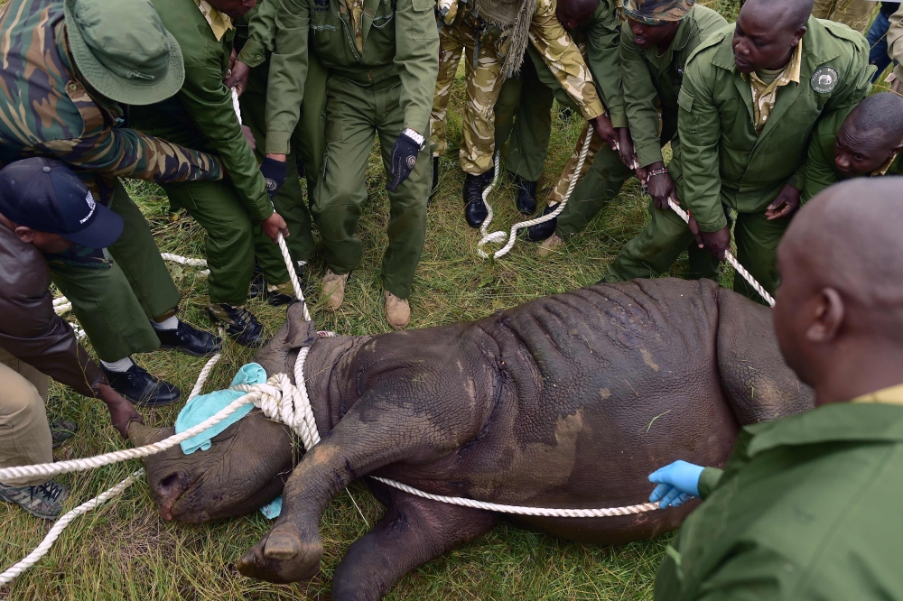 Kenya Wildlife Services (KWS) translocation team members assist a sedated female black rhinoceros into a safer position before loading the animal into a transport crate as it is one of the three individuals about to be trans-located in Nairobi National Park, in this June 26, 2018 file photo. — AFP