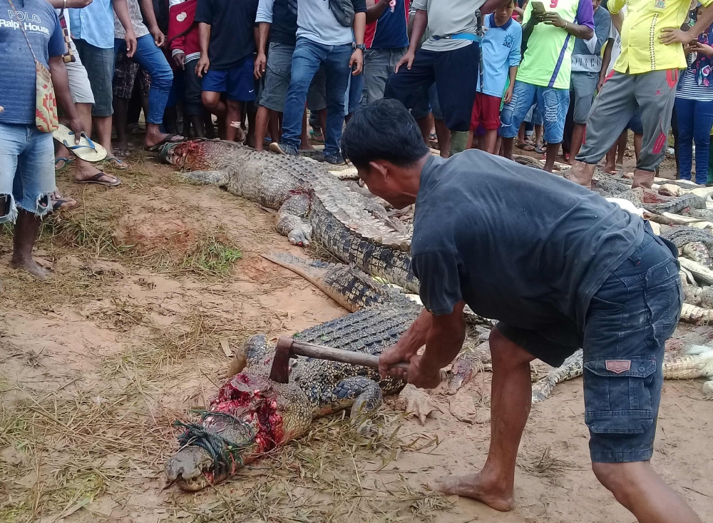 A man kills a crocodile among other dead crocodiles slaughtered by a mob in Sorong in Indonesia’s Papua province, on Sunday. — AFP