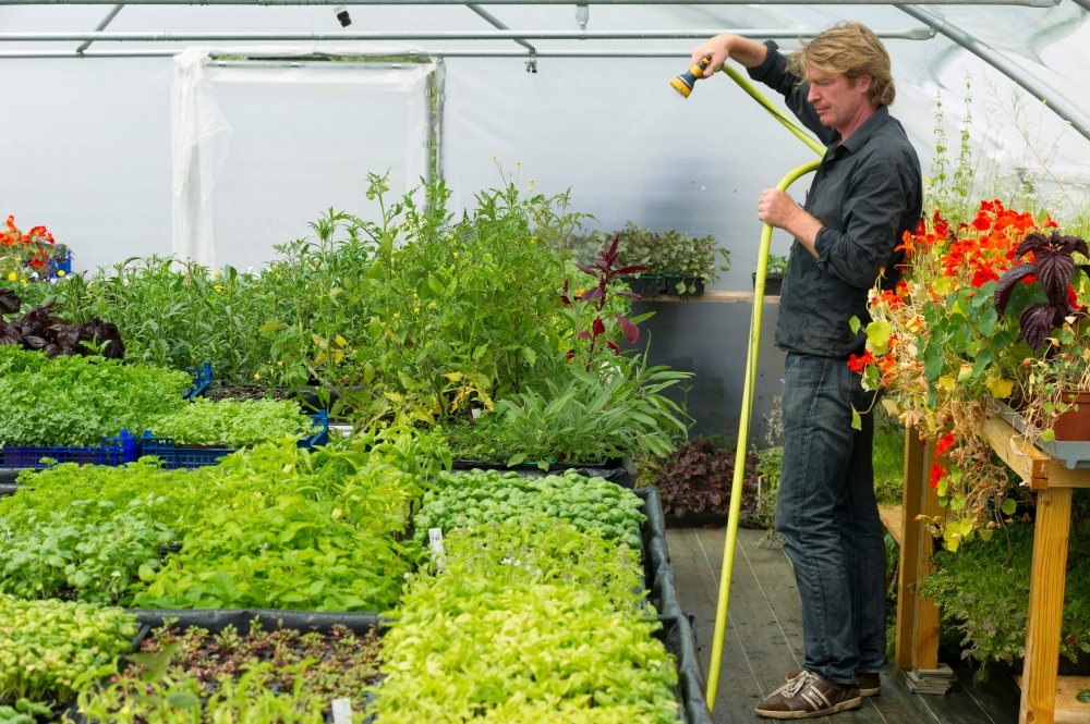 British microgreens grower Chris Kilner, sprays plants inside a greenhouse located on his vegetable farm in Saint-Jean-en-Val, France. Microgreens, the young seedlings of edible vegetables and herbs, can exude the most startling flavors - mustard, wasabi, pepper, citrus, capers and even oysters - and in such high concentrations that they substitute easily for their counterparts on the spice or condiment rack. - AFP