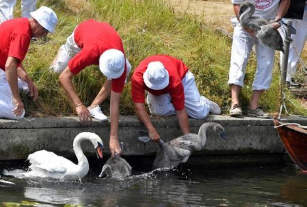 Officials release swans back into the water as they record and examine cygnets and swans during the annual census of the Queen's swans, known as Swan Upping, along the River Thames near Chertsey, Britain on Monday. - Reuters
