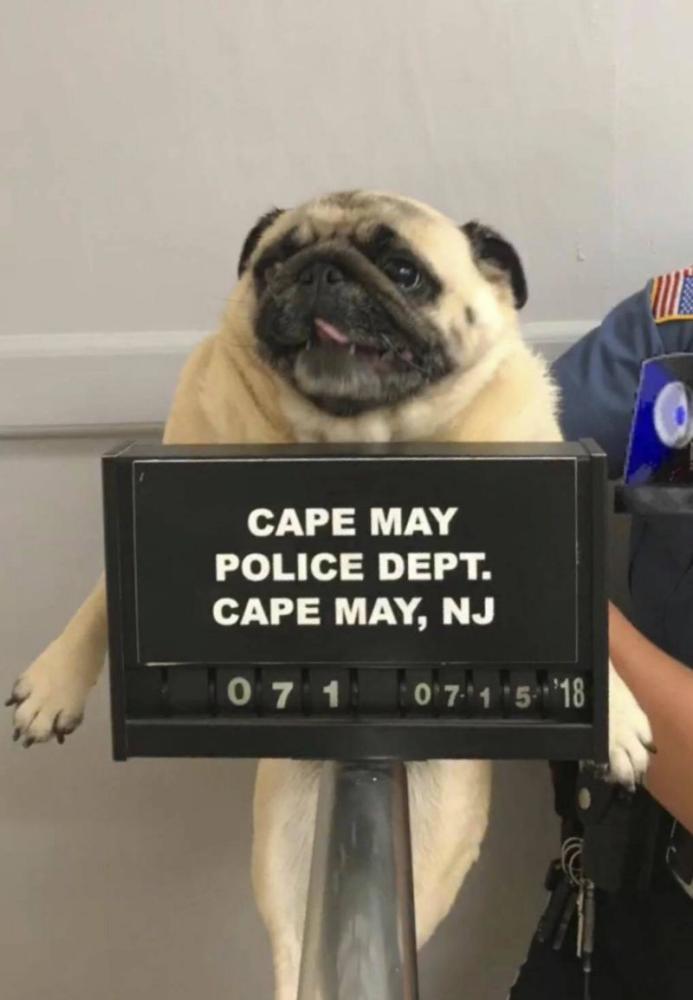 This photo provided by the Cape May Police Department shows Bean the pug being photographed at the Cape May Police Dept., in Cape May, New Jersey. - AP