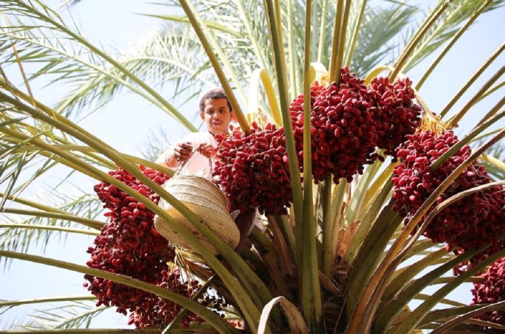 Bisha, located in southwestern Saudi Arabia, is known for its valleys and the fertility of its soil.