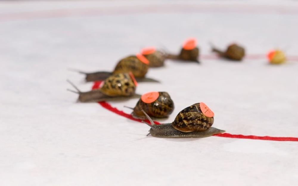 Snails are seen during the World Snail Racing Championship in Norfolk, eastern England on Tuesday. - Reuters