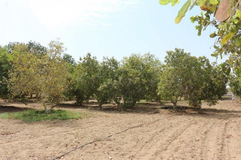 The Agricultural Research Center in Jazan started experimental plantation of cashew in the Kingdom for the first time in 1986 with seedlings brought from the Philippines.