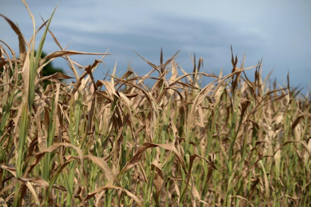 Scientists say that mapping a a comprehensive wheat genome was an 