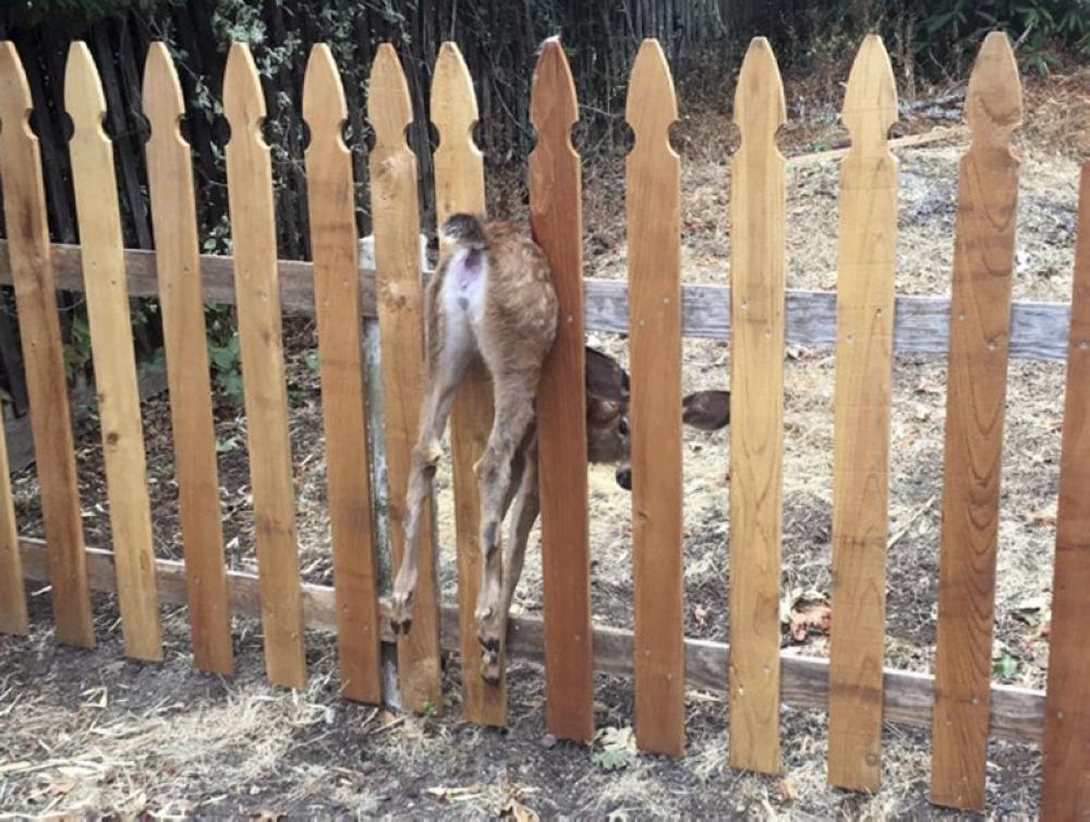This photo provided by the Eugene Police Department, shows a fawn stuck in a fence in Eugene, Oregon on Saturday. Eugene police officer Shawni McLaughlin freed the terrified fawn and, after a short recovery period, it was able to spring up and run away. - AP