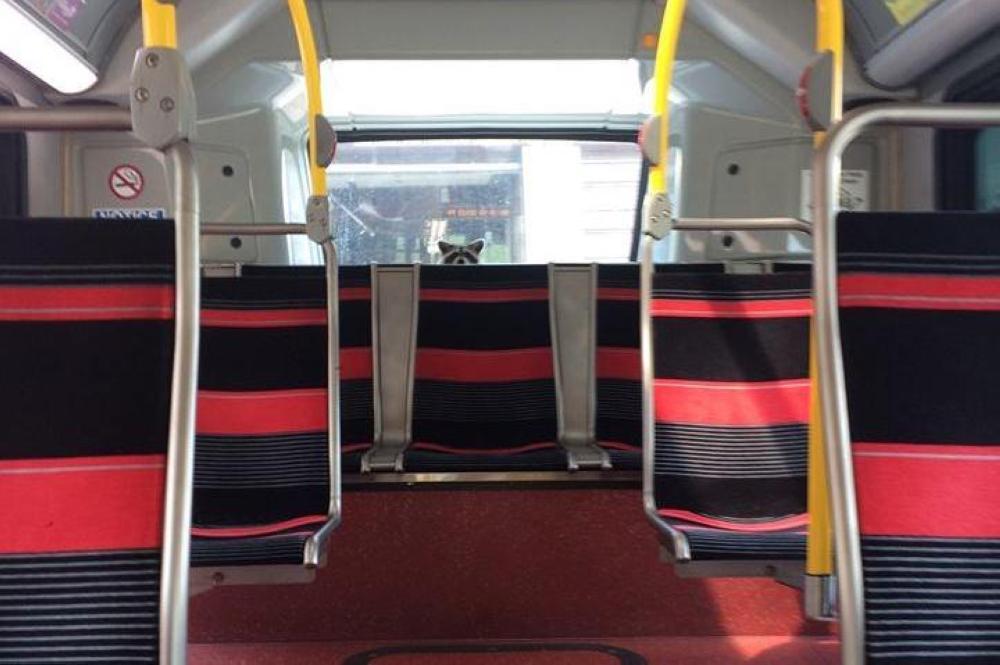 The National Park Service released this photo that shows a raccoon hitching a free ride on a bus taking a tour of the National Mall in Washington, DC. - Agencies