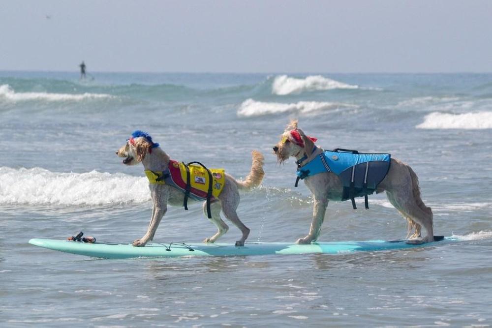 Dogs take to the waves at the Helen Woodward Animal Center's 13th annual Surf Dog Surf-a-Thon in Del Mar, California.
