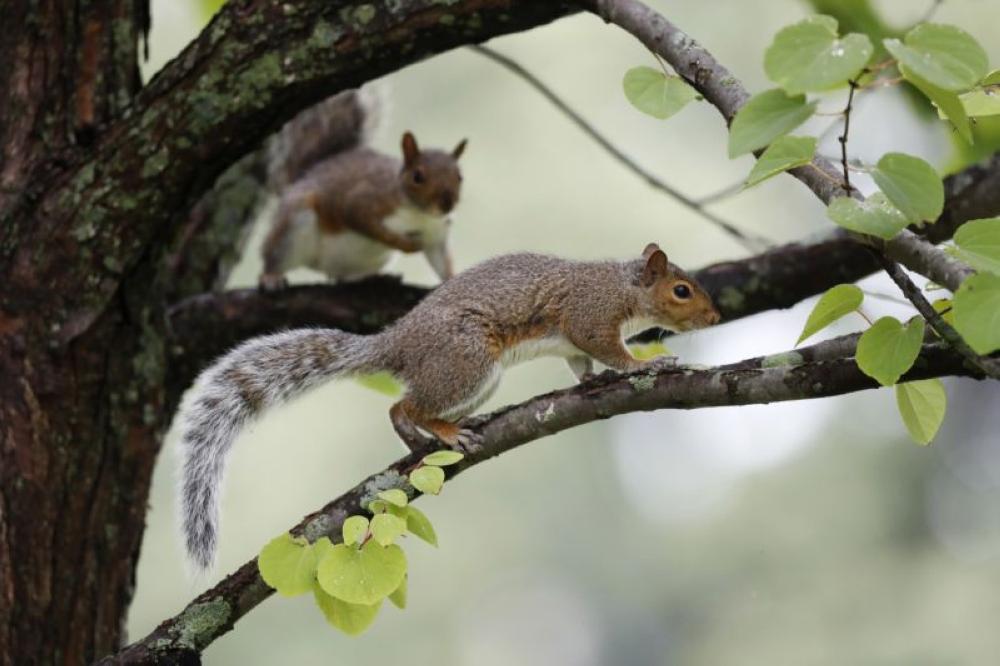 A pair of squirrels frolic in a tree in Portland, Maine on Monday. - AP