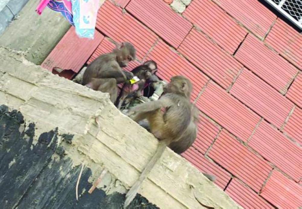 


Mountain monkeys have been invading several Makkah districts annoying residents.