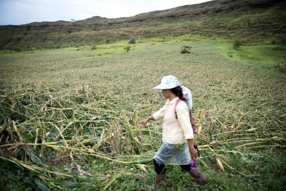 


Farmer Josephine Dayag inspects the damage to her corn plantation in Brgy Lingu, Solana, Cagayan Valley wrought by Typhoon Mangkhut. — Courtesy photo