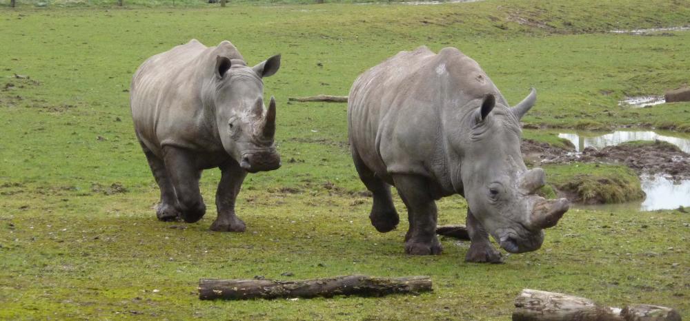 Marwell Zoo