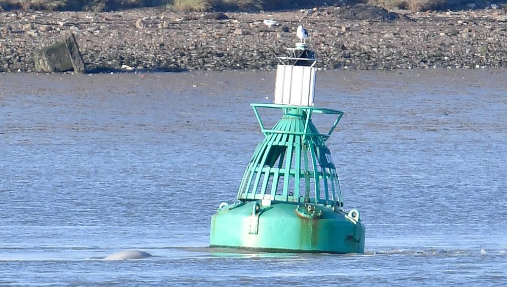 


A beluga whale breeches near a buoy on the River Thames near Gravesend, east of London, on Wednesday. 
- Reuters