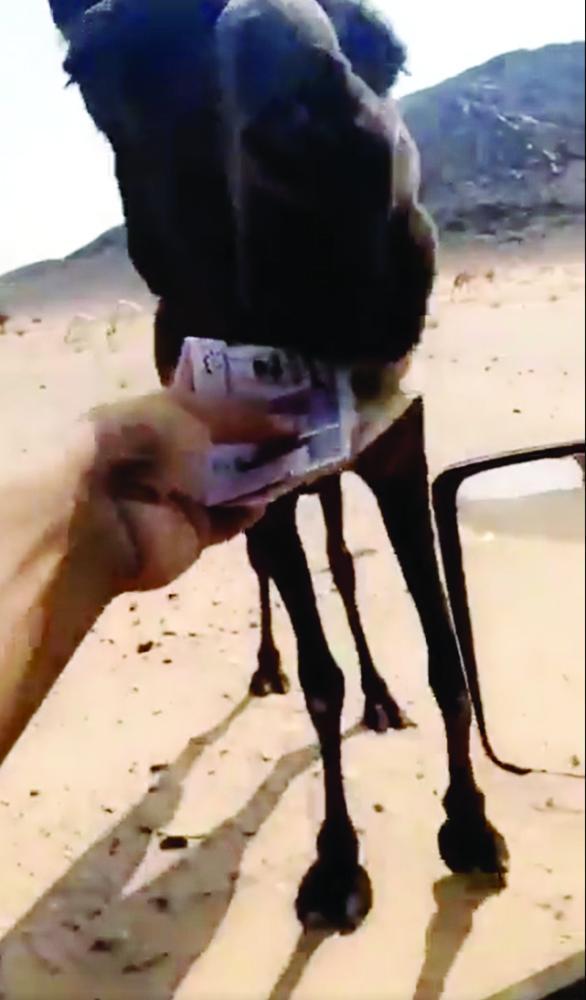 


A video showing the man feeding his camel with the Saudi currency went viral on social media.