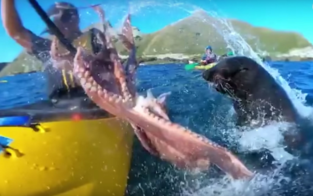 


This video grab shows the moment an octopus hits kayaker Kyle Mulinder in the face in Wellington, New Zealand.