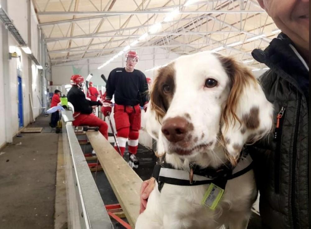 


World’s first anti-doping dog Molly is pictured with her handler Michael Sjoo of the Swedish Sports Federation at an ice hockey rink in Stockholm, Sweden. 
— Reuters