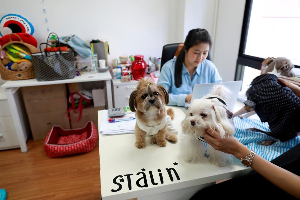 


Dogs are seen on Anusara’s desk as she works in a office of a digital advertising agency which promotes bring-your-dog-to-work in Bangkok, Thailand, in this Sept. 27, 2018 file photo. — Reuters