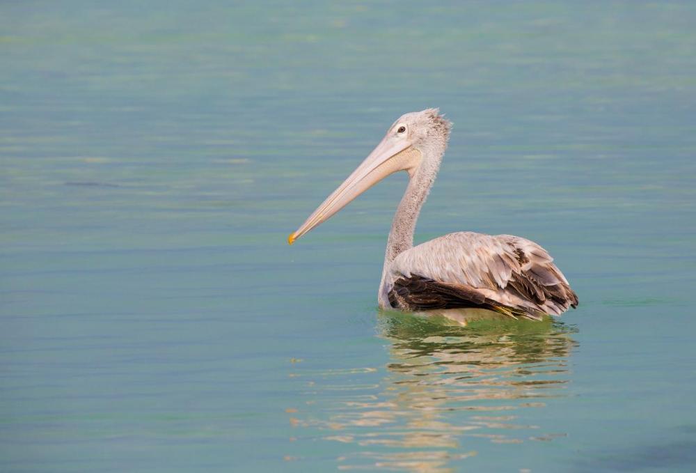 


Daraka island is inhibited only by migratory birds.
