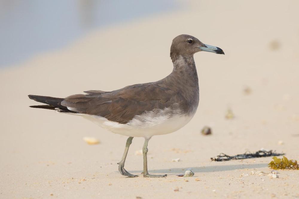 Daraka, a Saudi island that lures migratory birds