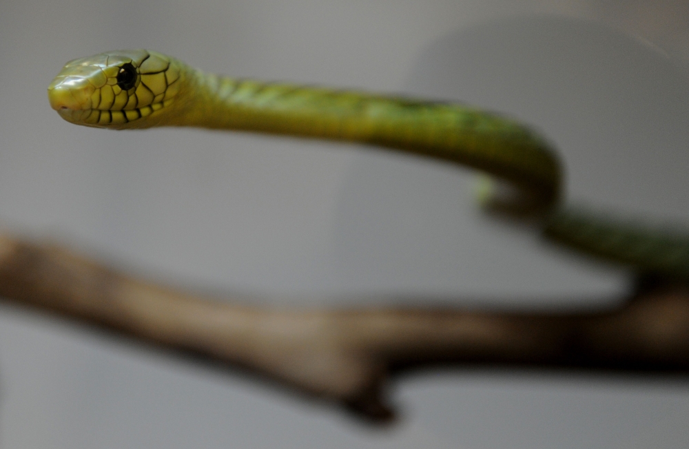 


In this file photo a venomous West African Green Mamba snake that will soon be on display in the new Reptile House at the Los Angeles Zoo is seen. — AFP