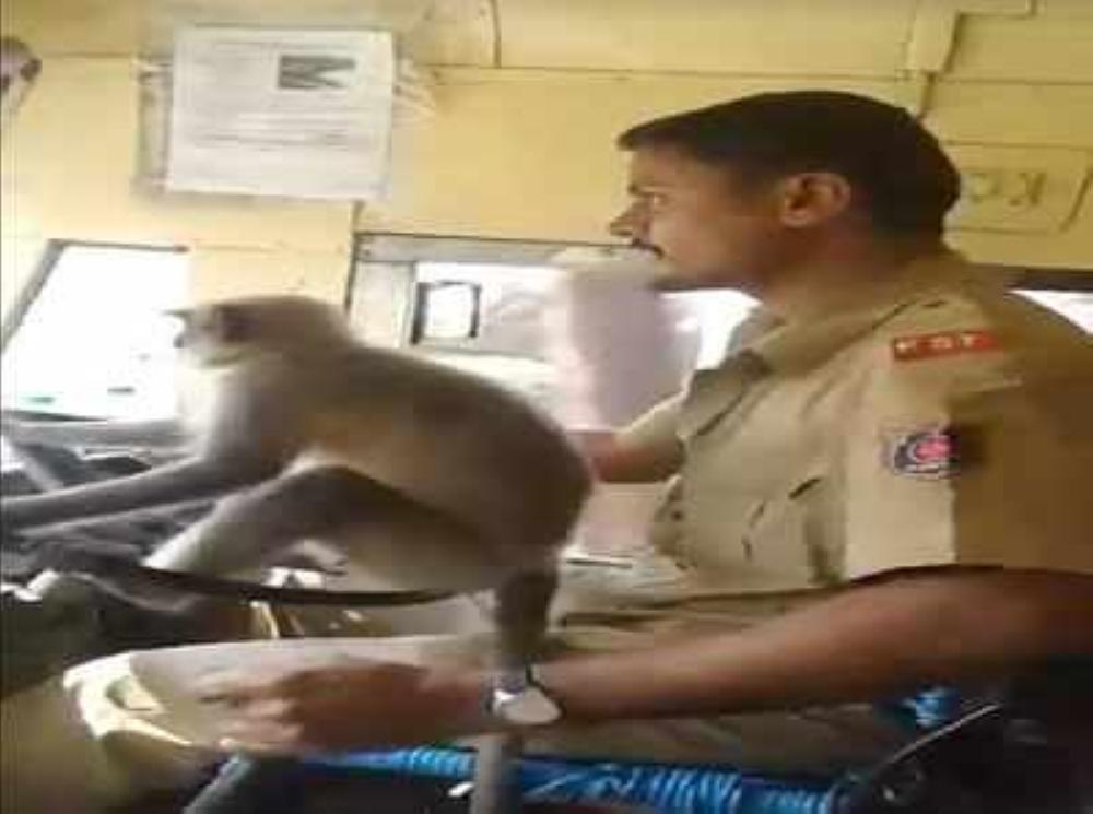 


Driver M Prakash has been taken off duty for allowing the monkey to sit on the steering wheel and handle it.