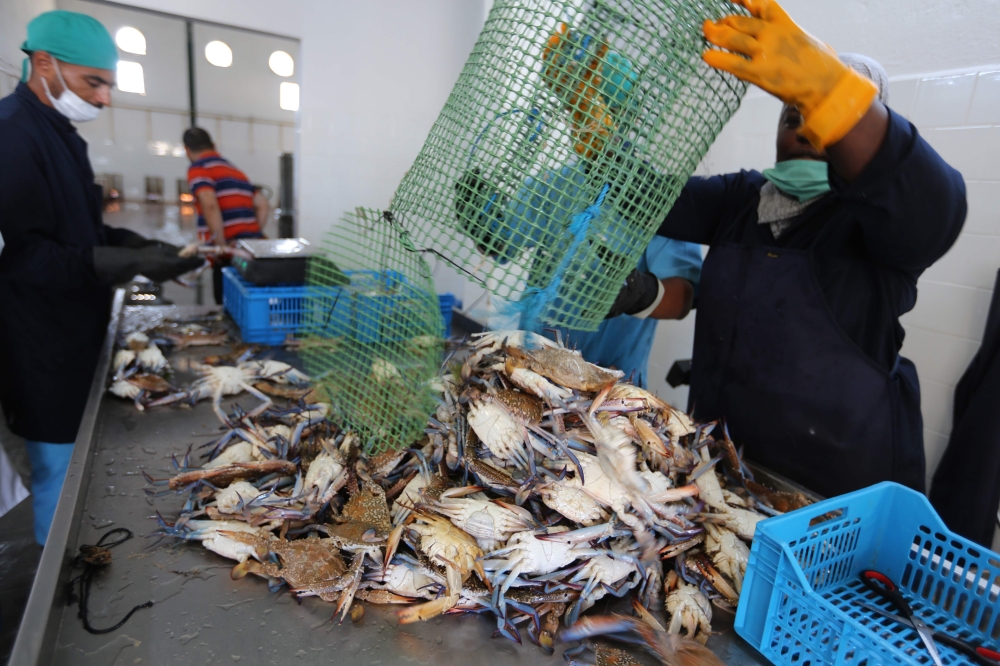 Employees sort crabs at a storage facility  in the Tunisian coastal city of  Zarzis. Tunisian fishermen saw the blue crab wreak such havoc on their catches when it first appeared that they nicknamed it after the terrifying Daesh (the so-called IS) militants. But now — four years after these scourges of the sea invaded their waters — the predators have turned into prey as fishermen in the North African country cash in on the crustaceans.  — AFP
