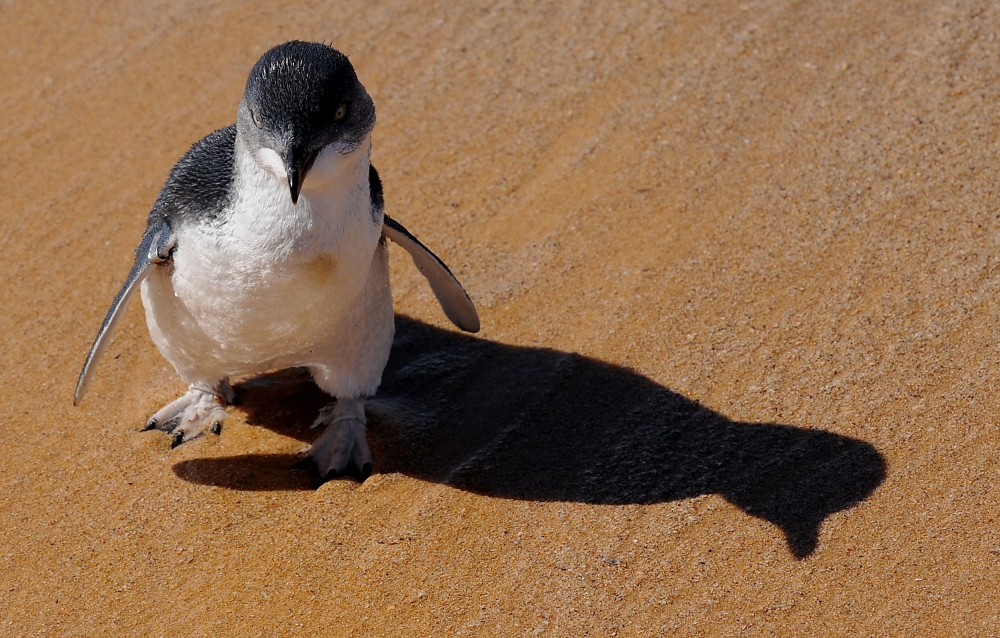 This file picture taken on March 20, 2009 shows a little penguin, also known as fairy penguin, as it is released from captivity into the open ocean near Sydney. — AFP