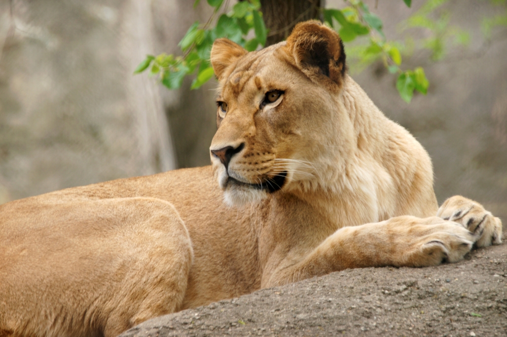 The Indianapolis Zoo’s lioness named Zuri is seen in this undated photo released by the zoo in Indianapolis, Indiana, on Sunday. — Reuters