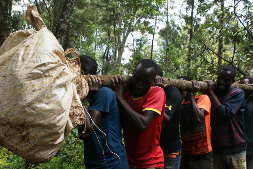 A group of young men transport uprooted trees from Samuel Rono’s farm in Kerita village, southern Kenya, onto a waiting truck, in this Aug. 28, 2018 file photo. — Thomson Reuters Foundation/