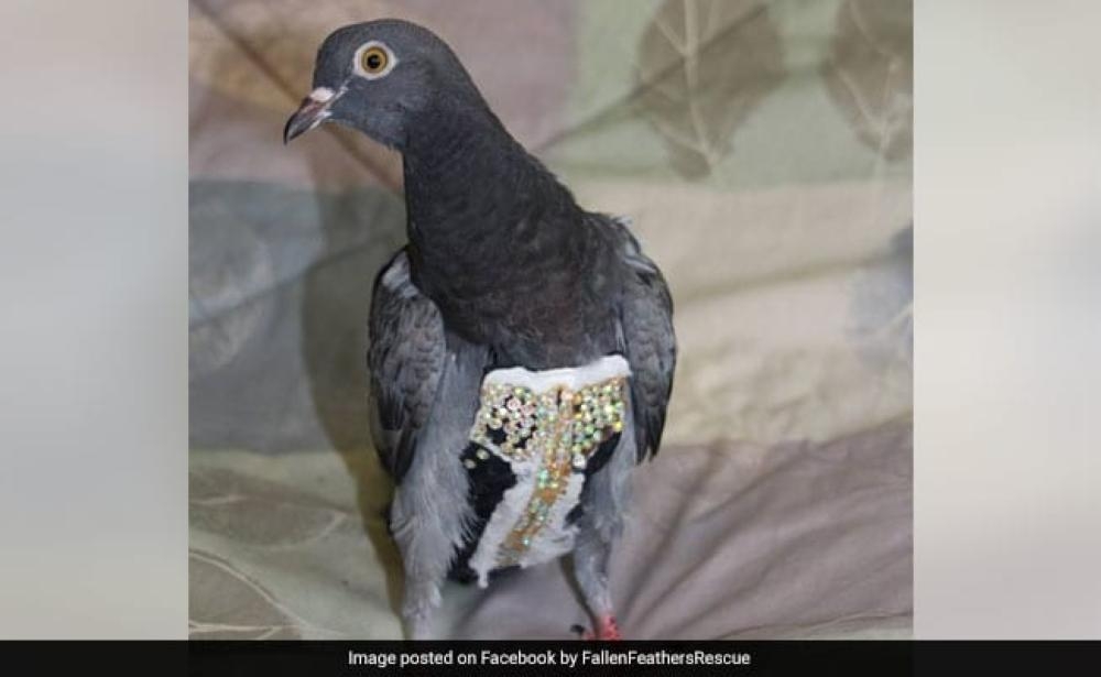 Rhinestone pigeon