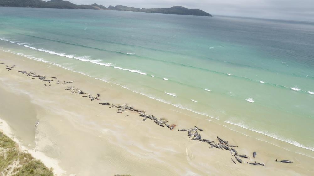 This handout photo taken and released on Monday from the New Zealand Department of Conservation shows dead pilot whales on a remote beach on Stewart Island in the far south of New Zealand. — AFP
