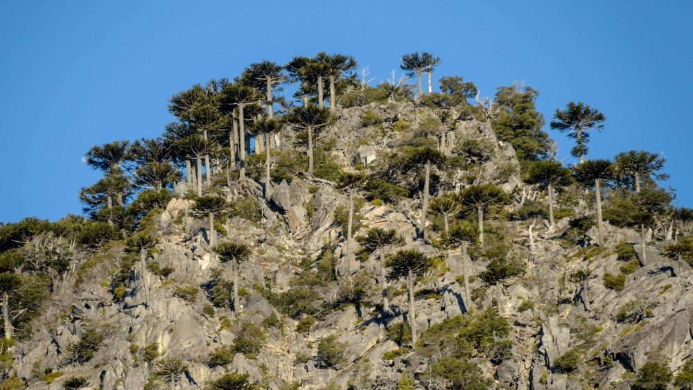 


Araucaria trees are seen at Conguillio National Park in Temuco, Chile, in this Oct. 29, 2018 file photo. — AFP