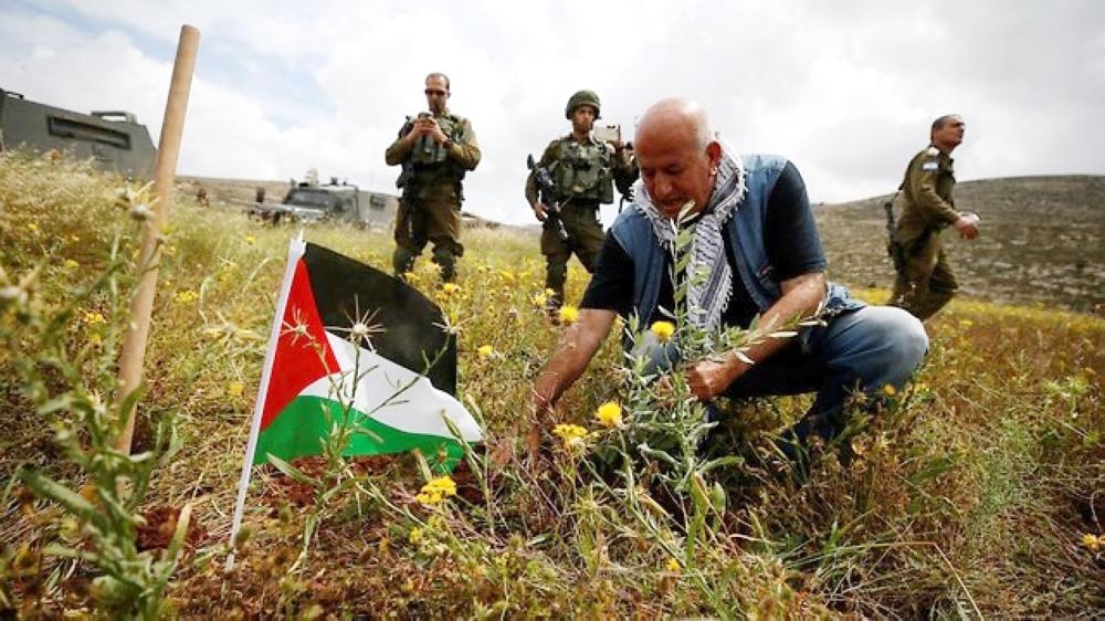 


The Palestinian Authority (PA) has planted millions of olive trees in the West Bank in a ploy to lay claim to land and set facts on the ground, according to an internal report by the Israeli Civil Administration (ICA). — Courtesy photos