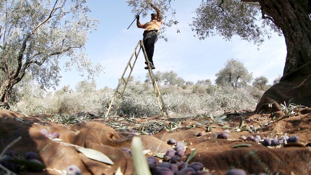 


The Palestinian Authority (PA) has planted millions of olive trees in the West Bank in a ploy to lay claim to land and set facts on the ground, according to an internal report by the Israeli Civil Administration (ICA). — Courtesy photos