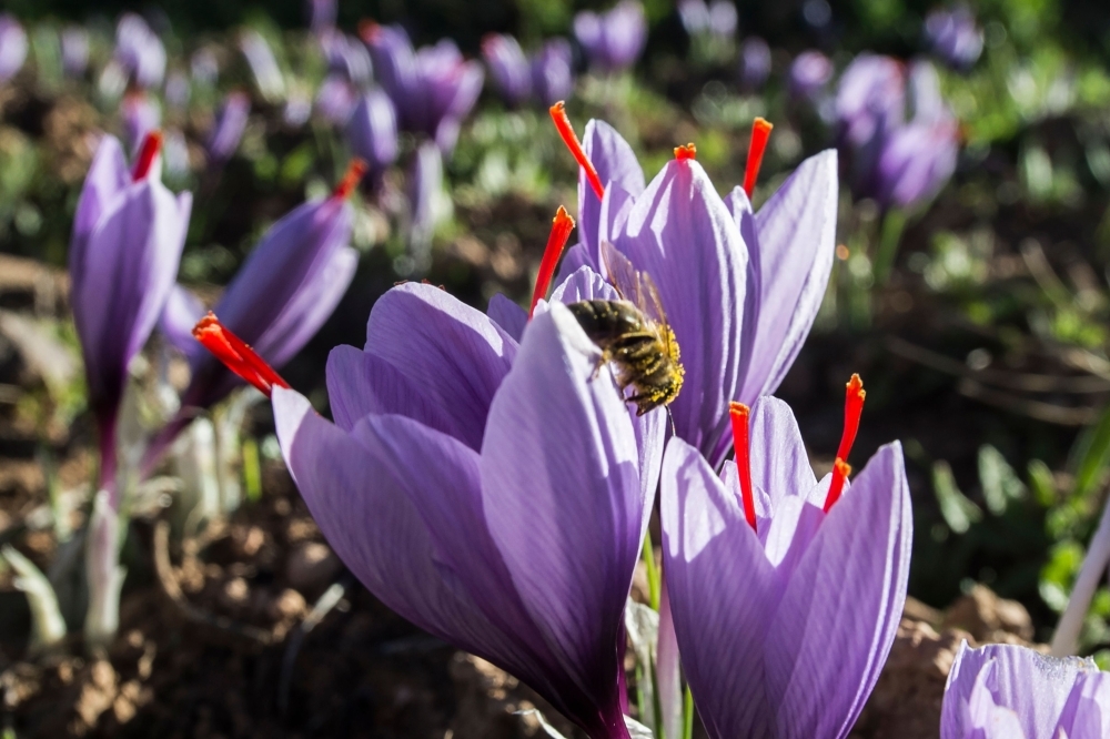 Saffron flowers growing in a field in the Taliouine region in southwestern Morocco.