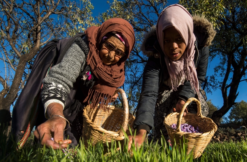 Saffron flowers growing in a field in the Taliouine region in southwestern Morocco.