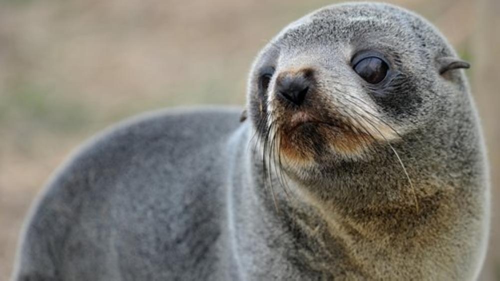 The bodies of the New Zealand fur seal pups were found at Scenery Nook near Christchurch, New Zealand. — Courtesy photo