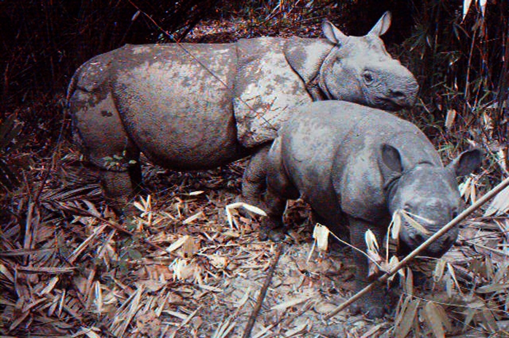 A rhino cares for its calf at Indonesia’s Ujung Kulon National Park, in West Java, in this file 2012 photo. — AFP