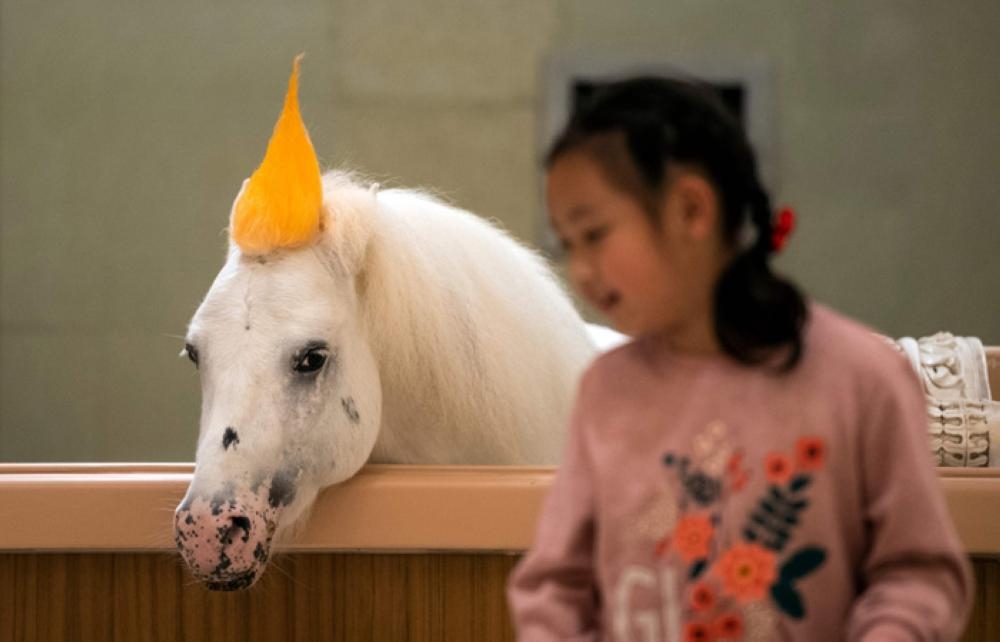 A horse in a stable at the Horse Culture Museum, part of an equestrian-themed town in Jiangyin, Jiangsu province, some 200 kilometers northwest of Shanghai. — AFP